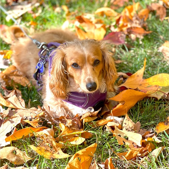 Meet your Posher, Gina - Picture 4 of 5